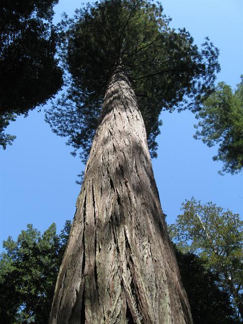 Bolan Mt & Redwoods-146.JPG - Howland Hill Road